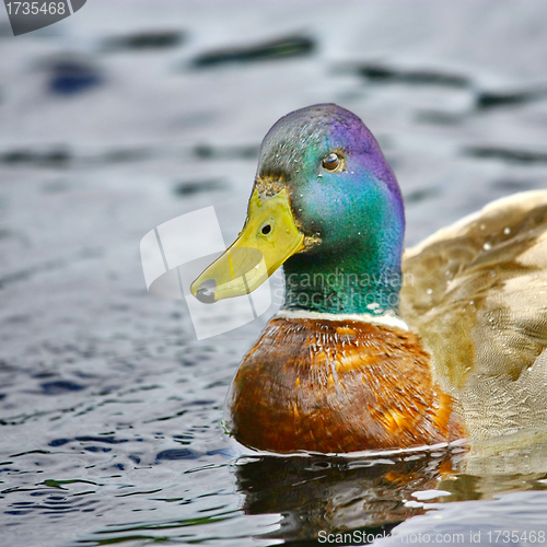 Image of Forest pond and wild male duck