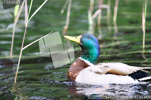 Image of Forest pond and wild male duck