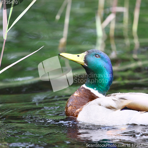 Image of Forest pond and wild male duck