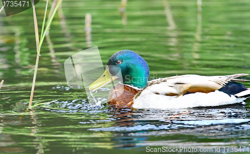 Image of Forest pond and wild male duck