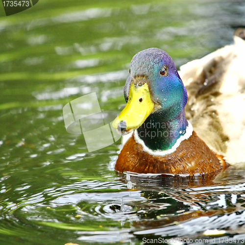 Image of Forest pond and wild male duck
