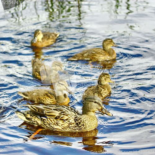 Image of Forest pond and wild ducks