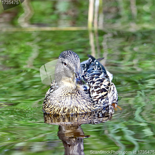 Image of Forest pond and wild female duck