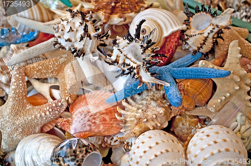 Image of seashells and starfish