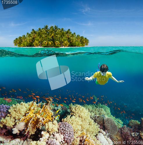Image of Corals, diver and palm island