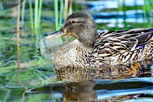 Image of Forest pond and wild female duck