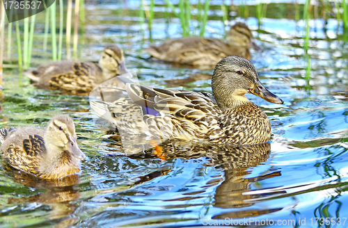 Image of Forest pond and wild ducks