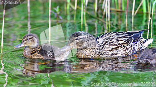 Image of Forest pond and wild ducks