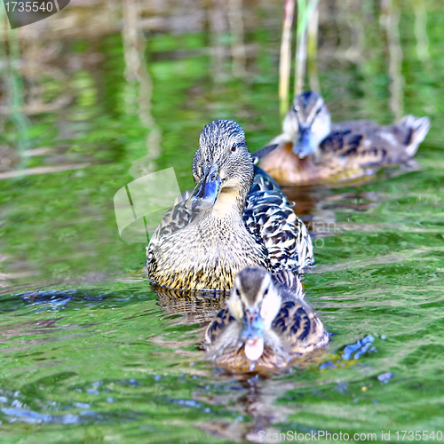 Image of Forest pond and wild ducks