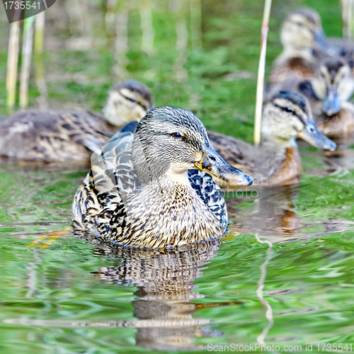 Image of Forest pond and wild ducks
