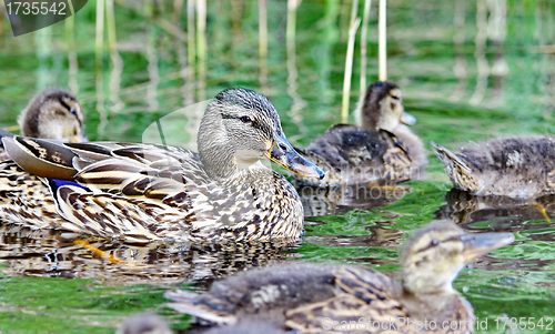 Image of Forest pond and wild ducks