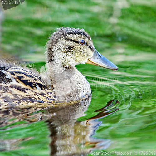 Image of Forest pond and wild duckling