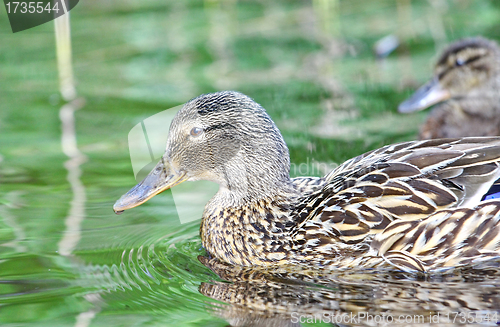 Image of Wild female duck in the summer forest