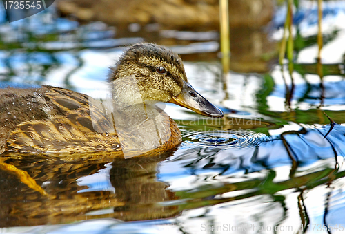 Image of Forest pond and wild ducks