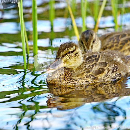Image of Forest pond and wild duckling