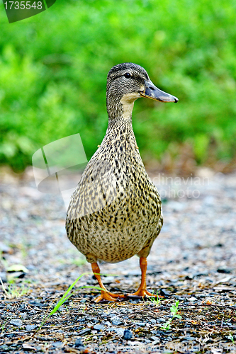 Image of Wild female duck in the summer forest