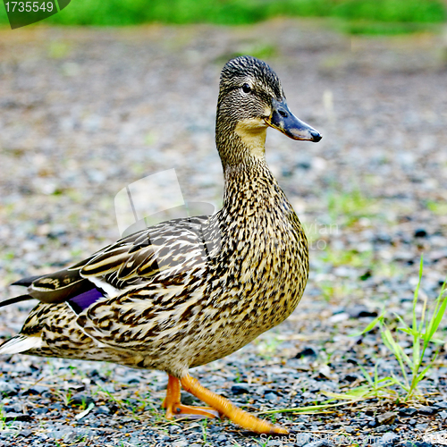 Image of Wild female duck in the summer forest