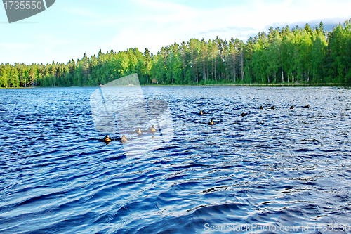 Image of Forest pond and wild ducks