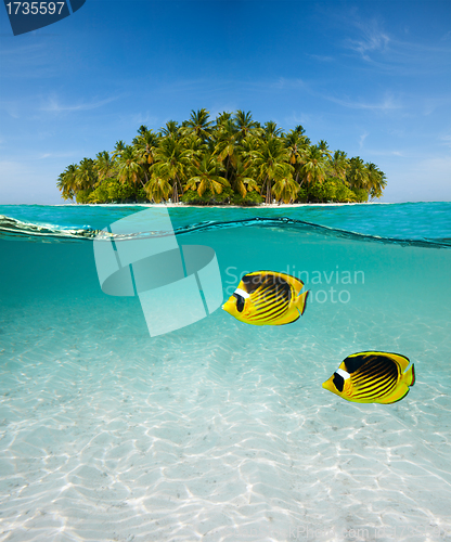 Image of Palm island and underwater world