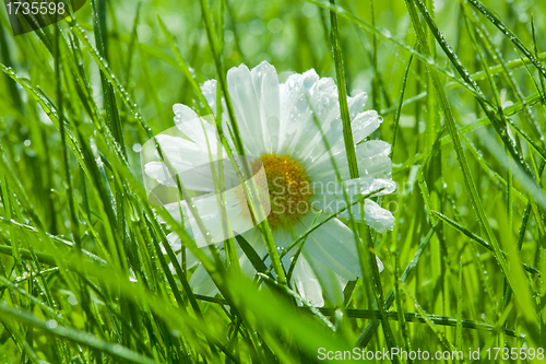 Image of Chamomile close-up in the grass