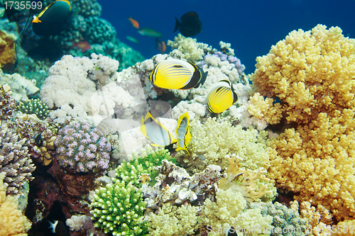 Image of Tropical fishes swimming among corals