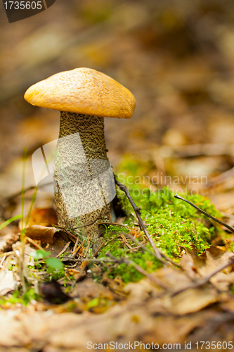 Image of Mushroom in the forest