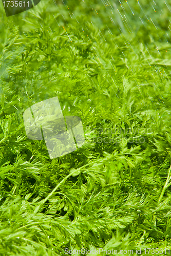 Image of carrot leaves