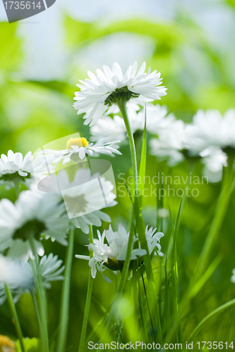 Image of chamomile closeup from bellow