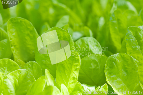 Image of closeup of lettuce bed