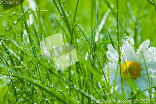 Image of One chamomile in the grass