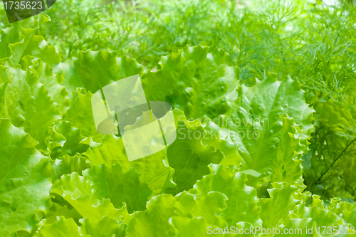 Image of bed of lettuce