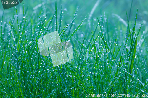 Image of spring green grass close-up under rain