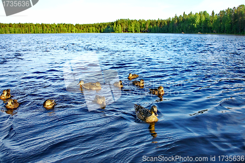 Image of Forest pond and wild ducks