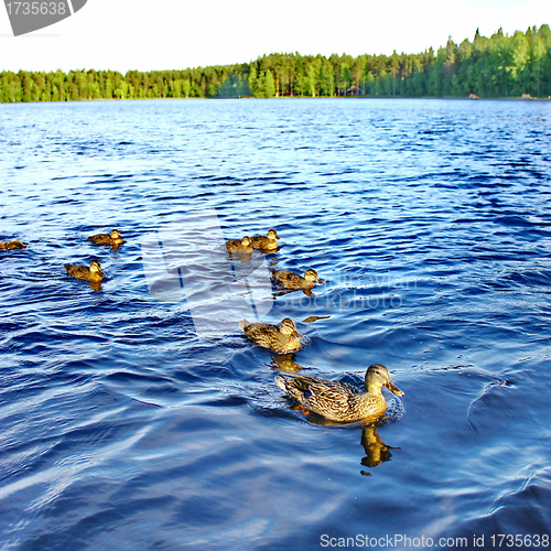 Image of Forest pond and wild ducks