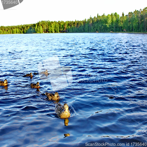 Image of Forest pond and wild ducks