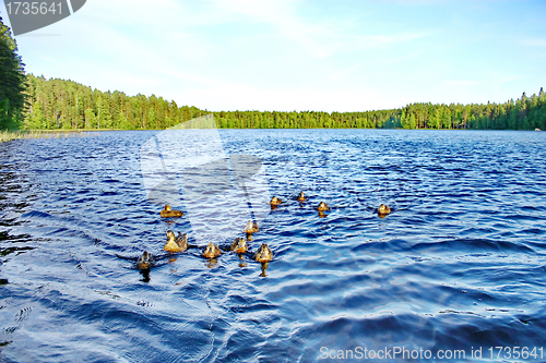 Image of Forest pond and wild ducks