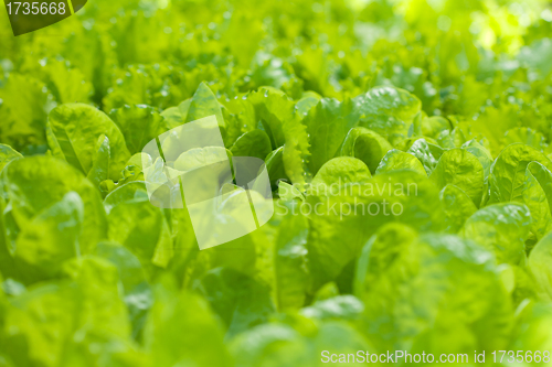 Image of Growing lettuce