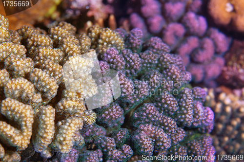 Image of hard coral closeup