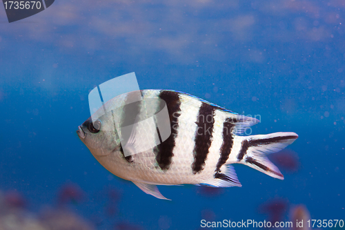 Image of Sergeant Major fish closeup