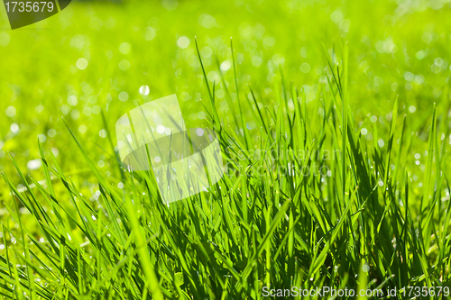 Image of background of fresh spring grass