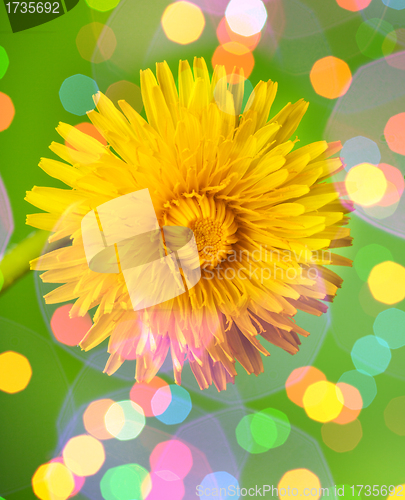 Image of dream spring dandelion