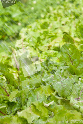 Image of watering beet