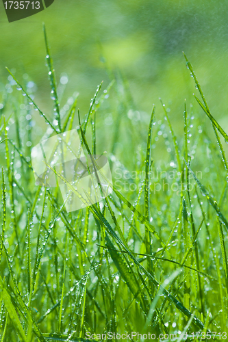 Image of spring green grass with dew drops