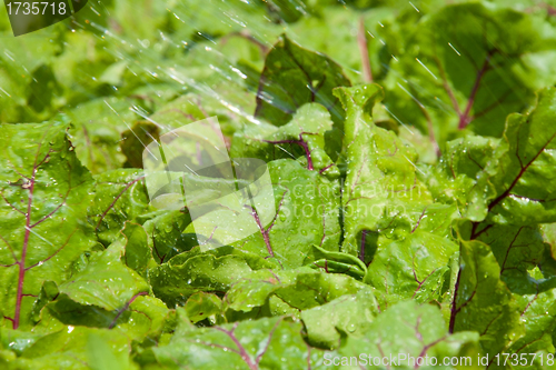 Image of watering the bed with beet