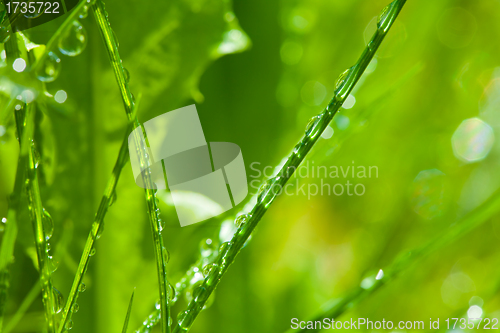 Image of Dew on the grass