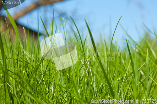 Image of High grass on the backyard