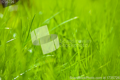 Image of spring green grass closeup