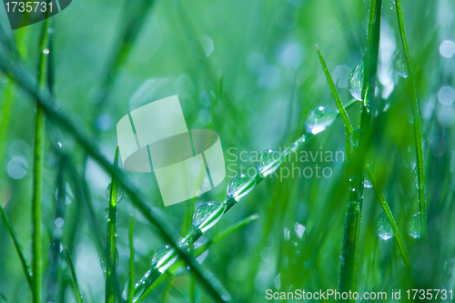 Image of water drops on the leaves