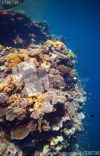 Image of Edge of coral reef