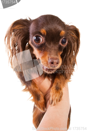 Image of toy terrier breed puppy on isolated white
